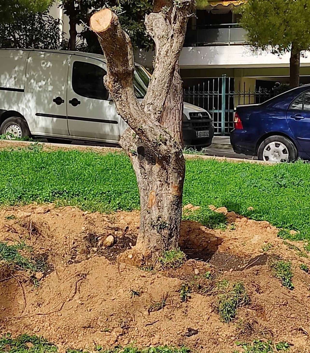 Συνεχίζεται η μεταφύτευση ελαιοδέντρων σε επιλεγμένα σημεία της Λυκόβρυσης και της Πεύκης