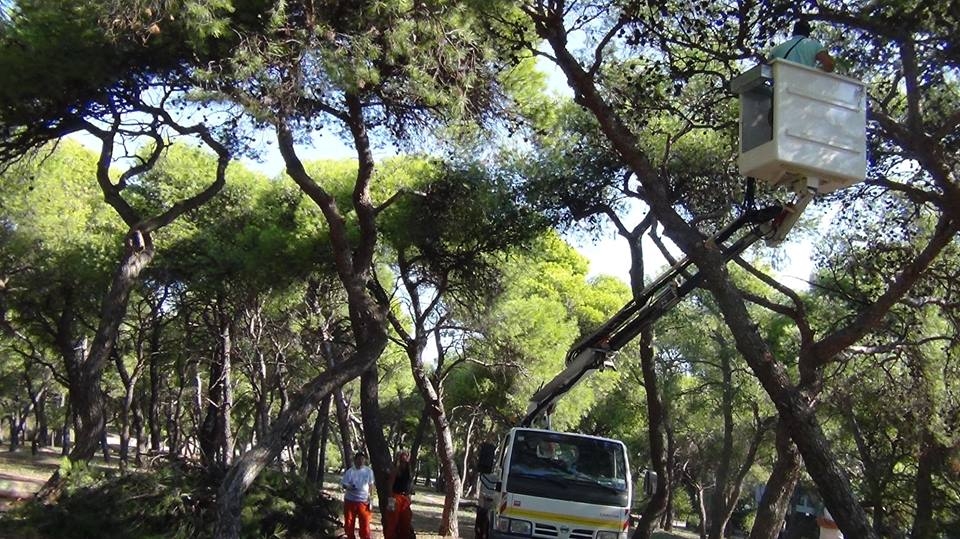 Τάσος Μαυρίδης: Η προστασία των δασών απαιτεί σοβαρότητα, επιστημονική γνώση και δουλειά