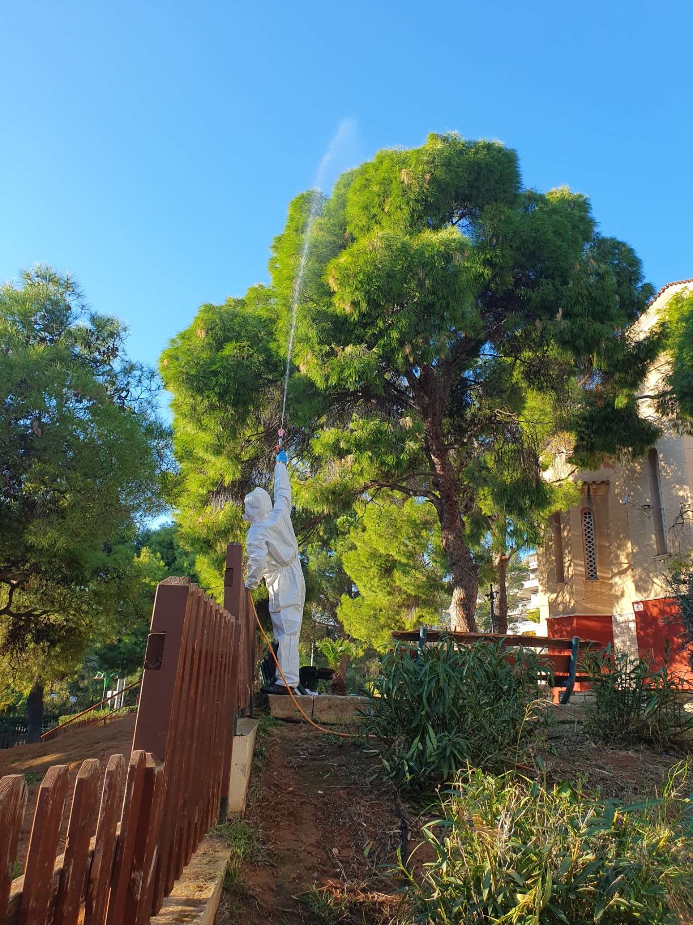 Ξεκίνησε ο ψεκασμός για τον έλεγχο του πληθυσμού της κάμπιας του πεύκου