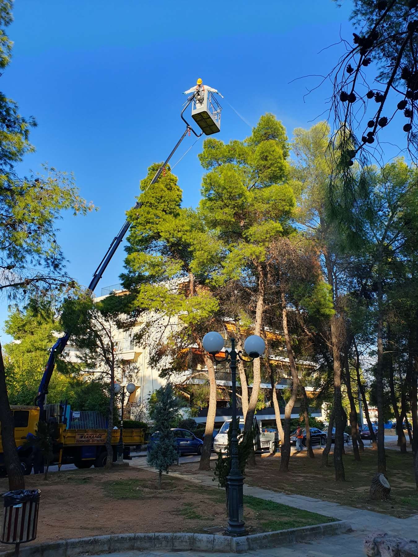 Ξεκίνησε ο ψεκασμός για τον έλεγχο του πληθυσμού της κάμπιας του πεύκου